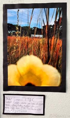 Projeto OlhArte do professor Heverton e seus alunos